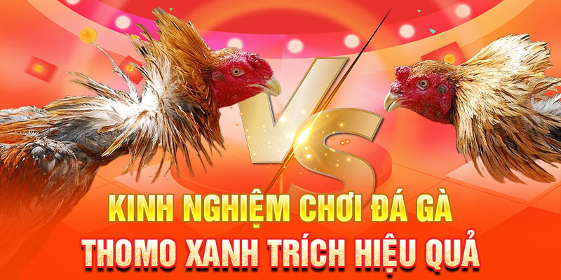 Kinh nghiệm chọn chơi đá gà Thomo xanh trích hiệu quả